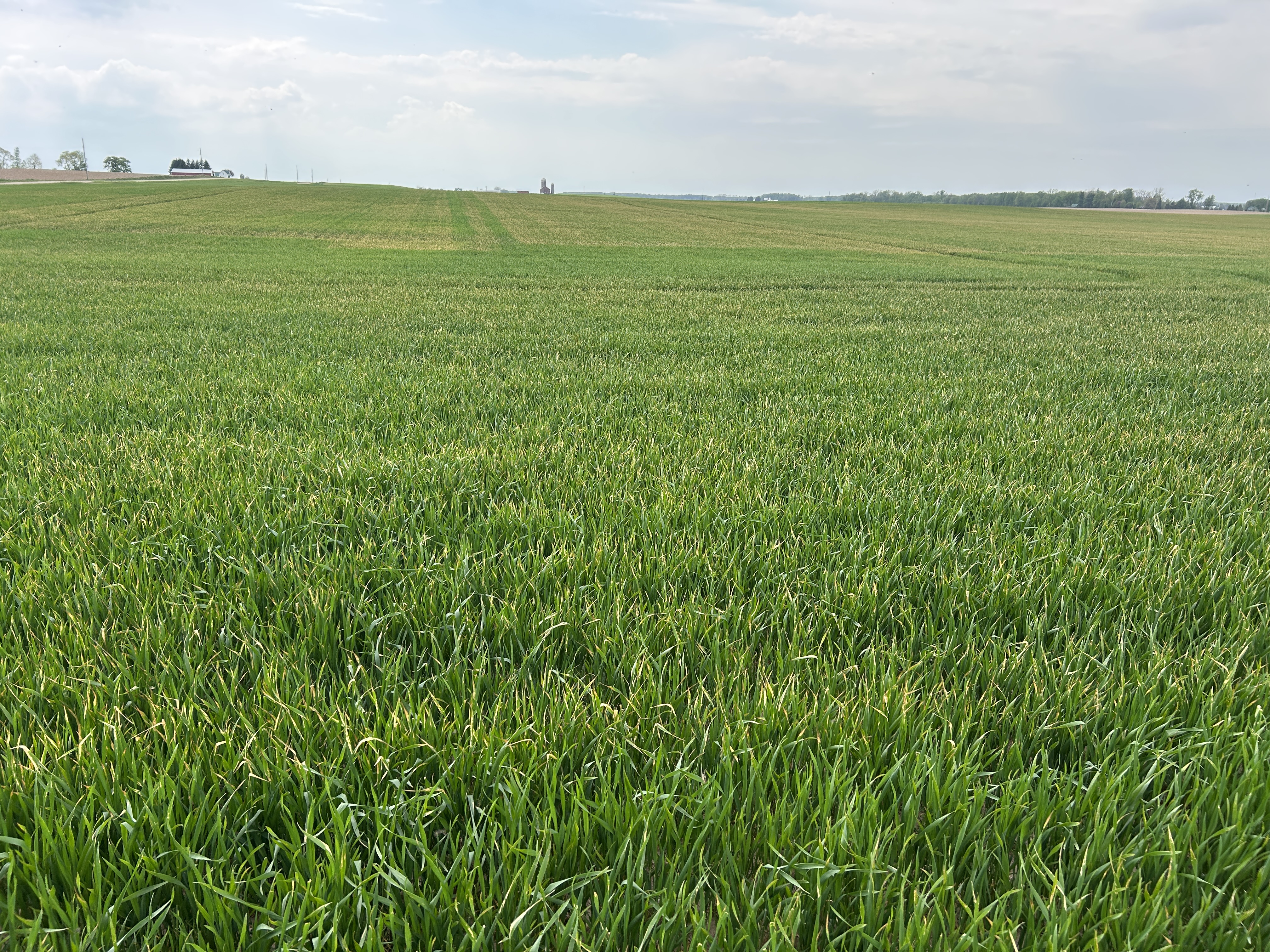A broad photo of wheat field, no plants are showing developed heads.